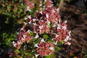 Abelia 'Rose Creek'