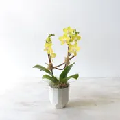 Citrus Orchid — Rouvalis Flowers & Gardens | Boston & Winchester Flower Delivery & Boutique