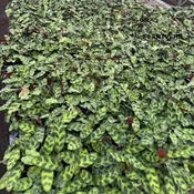 2” Calathea Lancifolia Bulk 10 Pots - Easy Care Indoor Plant (Case of 10 Pots)