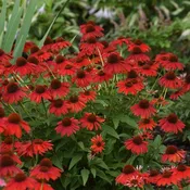 Echinacea Coneflower Sombrero Salsa Red