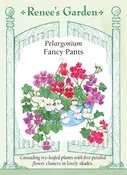 Pelargonium - Fancy Pants