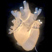 Anatomical Heart Lamp