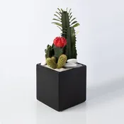 Black Cube Terrarium