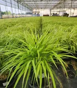 All Gold Japanese Forest Grass