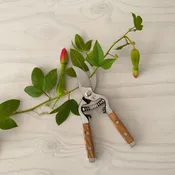 Ash Wood Secateurs