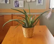 ALOE VERA