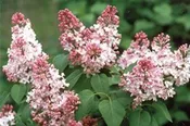 Syringa vulgaris ‘Marie Frances’
