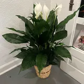 Simply Elegant Spathiphyllum In Basket- Medium