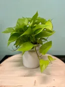 Neon Pothos