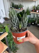 Hawarthia 4” pot — Urban Planting Cleveland