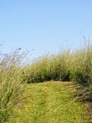 Tallgrass Prairie