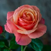 Anna's Promise® — Weeks Roses