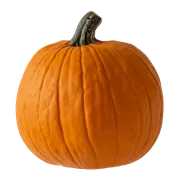 PILGRIM 13.5"H
