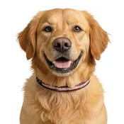 American Flag Clip-on Pet Collar