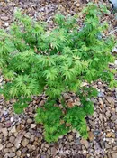 Acer palmatum 'Akita yatsubusa' Dwarf Japanese Maple