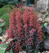 BARBERRY ORANGE ROCKET (3 gallon) berberis thunbergii 'orange rocket'
