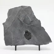 Elrathia kingii Trilobite Fossil 1-1 1/8 inch