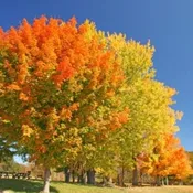 Acer saccharum Seedling / Tubeling NS