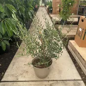 10″/2.25G Olive Bush in Deco Pot