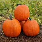 Aladdin Pumpkin Hybrid