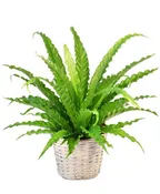 BIRD'S NEST FERN