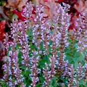 Agastache ‘Summer Sky’