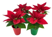 2" Mini Poinsettia Gift Set with Red/Green EcoPlastic Pots