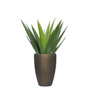 Aloe