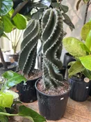 10" cactus peru 'swirl' — the plant gays