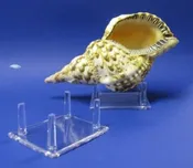 4 Leg 4-1/4'' Plastic Rock Stands and Acrylic Shell Stands - 12 pcs @ $2.00 each; 48 pcs @ $1.80 each