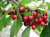 3 in 1 Combination Dwarf Cherry Tree