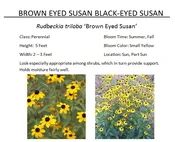 Brown Eyed Susan  — The Garden Kingdom