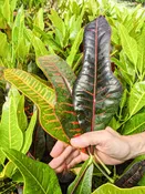 AFD-7 Croton Plant (codiaeum variegatum)