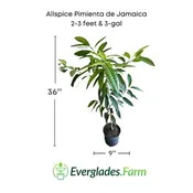 Allspice Pimienta de Jamaica Tree