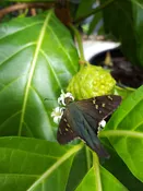 Noni Cheese Fruit Tree (morinda citrifolia)