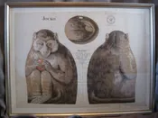 Arnold Print Works, Jocko the Monkey — Noonmark Antiques