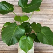 Monstera in Wood Box