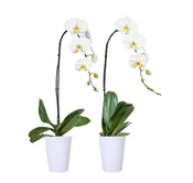 5in Phal Swan Orchid in White Ceramic, pk/10