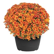 Benedictine 14-Inch Mums