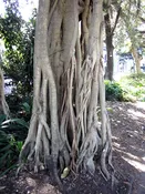 Banyan Tree (ficus benghalensis)