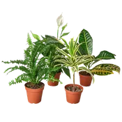 Air Purifying Variety Bundle 4 x 4"