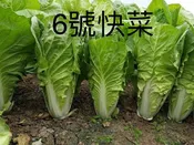 6號快菜