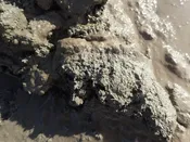 Live Marine Biology Kit | Gulf of Maine Intertidal Species Collection | Gulf Of Maine, Inc.