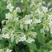 Alba Borage