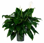 10" Spathiphyllum