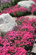 ‘Paint The Town Magenta’ Dianthus