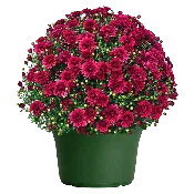 14" Mum Planter Plumberry Purple