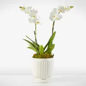 Whispering White Orchid