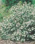 Aronia melanocarpa ‘Nero’