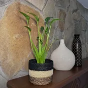 Alocasia 'Tiny Dancers' Elephant Ear
